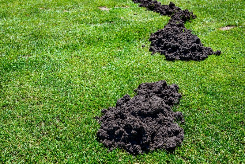Lawn Rut Repair