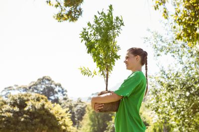 Oak Tree Planting
