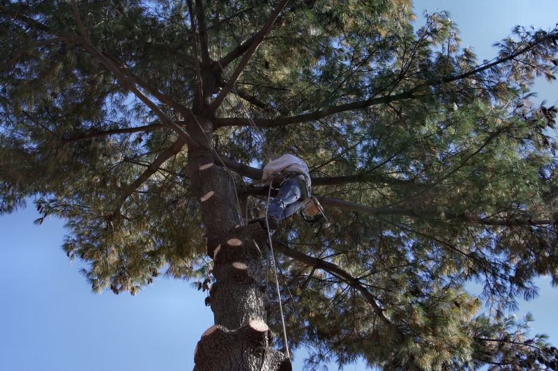 Tree Straightening Service