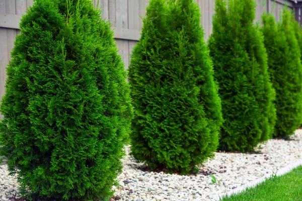 Arborvitae Planting in Bethesda
