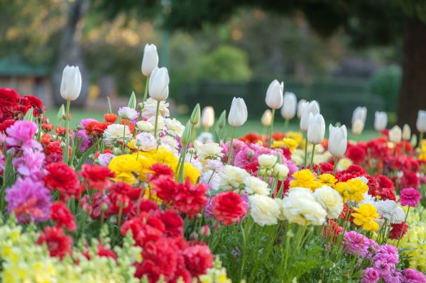 Gardening Service in Bethesda