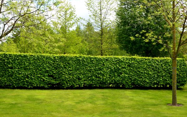 Hedge Planting in Bethesda