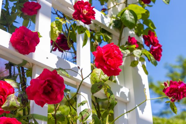 Home Gardening Service in Bethesda
