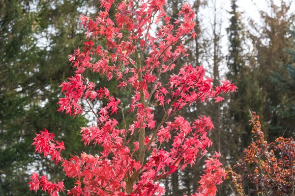 Japanese Maple Planting in Bethesda