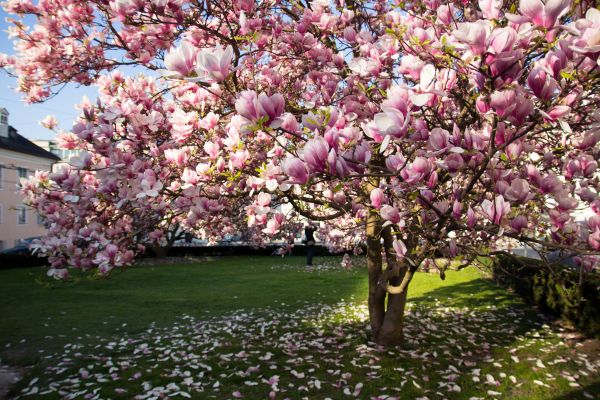 Magnolia Tree Planting in Bethesda
