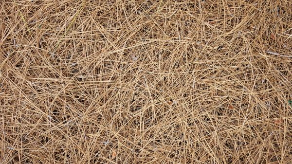 Pine Needles Delivery in Bethesda