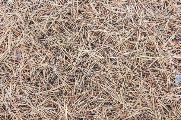 Pine Straw Installation in Bethesda