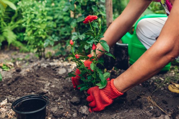 Planting Service in Bethesda