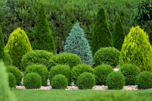 Shrub Replacement in Bethesda