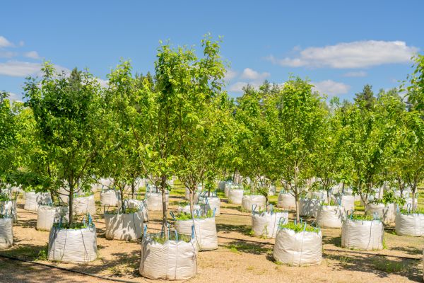 Tree Planting Service in Bethesda