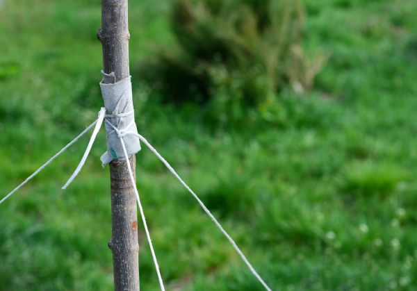 Tree Staking Service in Bethesda