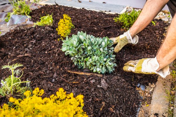 Weeding And Mulching in Bethesda