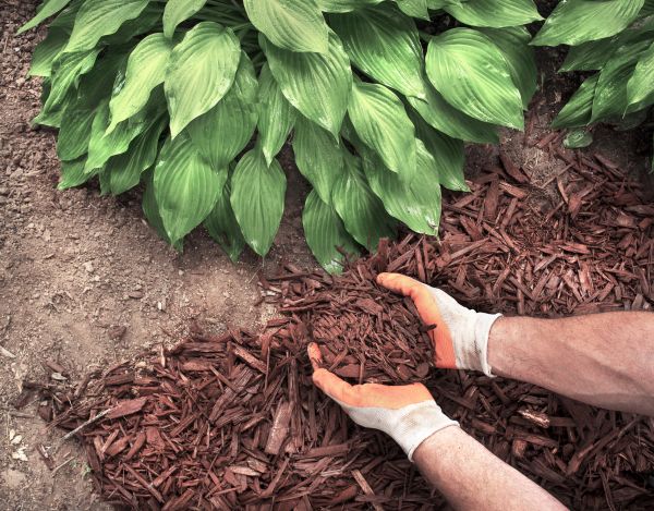 Shredded Mulch Service in Bethesda
