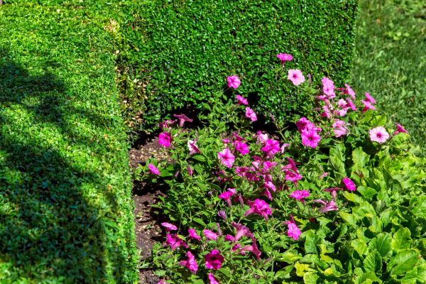 Softscaping Service in Bethesda
