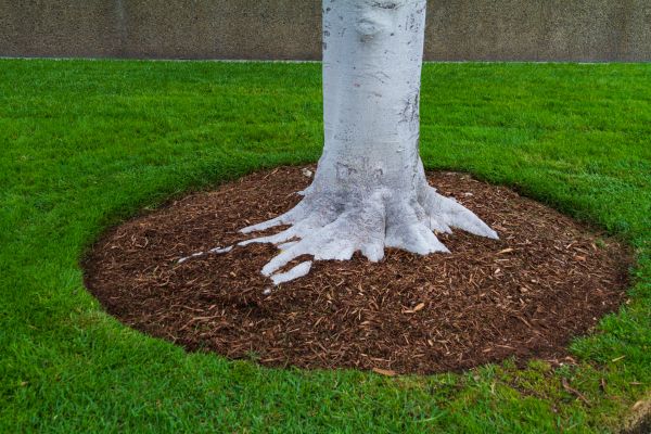 Brown Mulch Installation in Bethesda