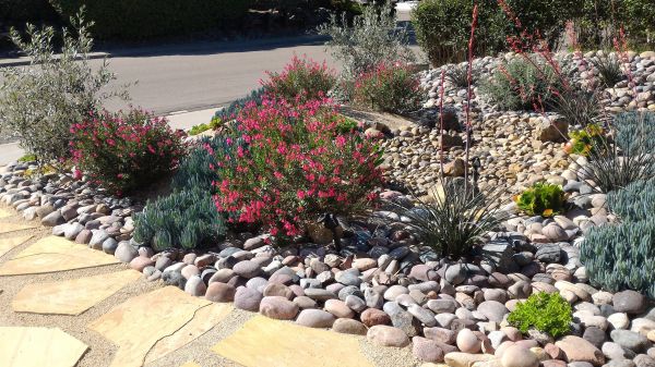 Xeriscape Landscaping in Bethesda