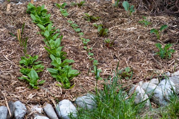 Mulch Service in Bethesda