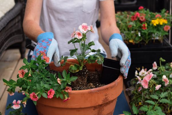 Plant Care Service in Bethesda