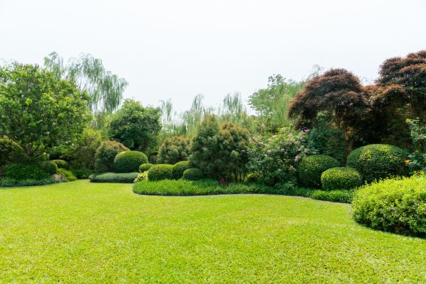 Tree Landscaping in Bethesda