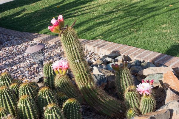 Desert Landscaping in Bethesda