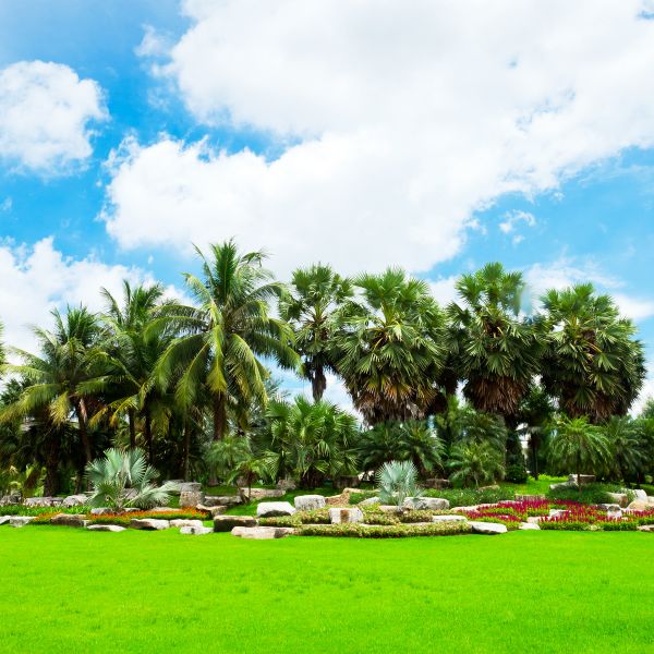 Tropical Landscaping in Bethesda