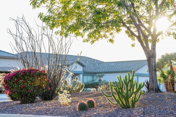 Dryscape Landscaping in Bethesda