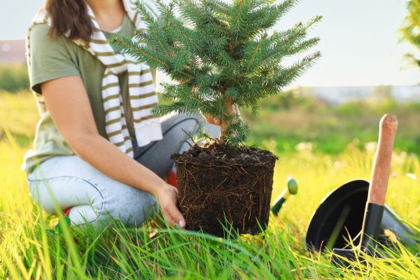 Spruce Tree Planting in Bethesda