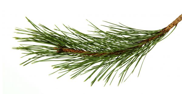 Pine Needles Installation in Bethesda