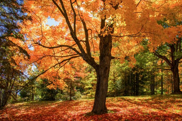 Maple Tree Planting in Bethesda