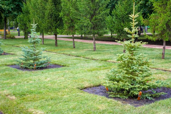Privacy Trees Planting in Bethesda