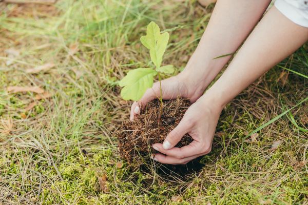 Oak Tree Planting in Bethesda