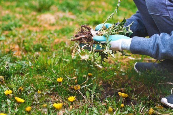 Flower Bed Clearing in Bethesda