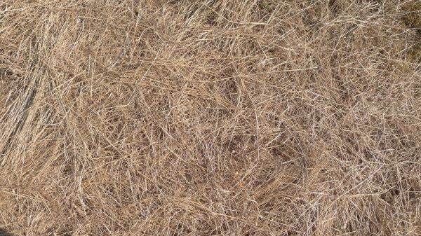 Pine Straw Replacement in Bethesda
