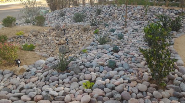 Yard Xeriscaping in Bethesda
