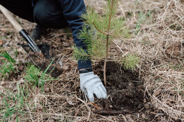 Pine Tree Planting in Bethesda