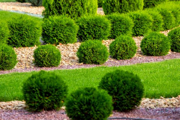Bush Replacement in Bethesda