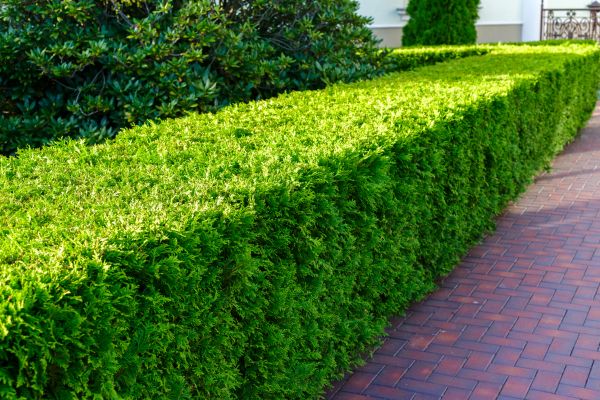 Hedge Installation in Bethesda