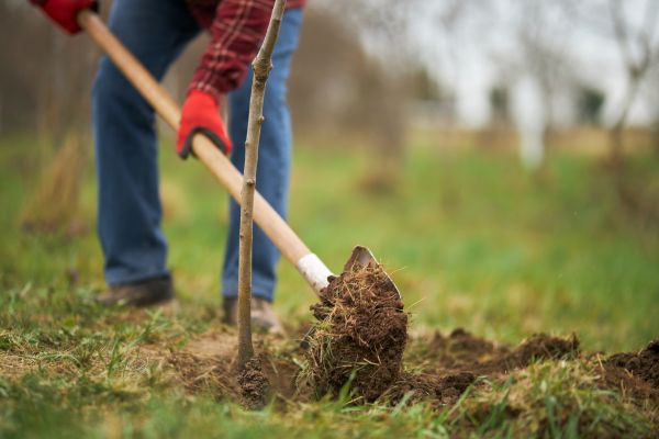 Trees Planting in Bethesda