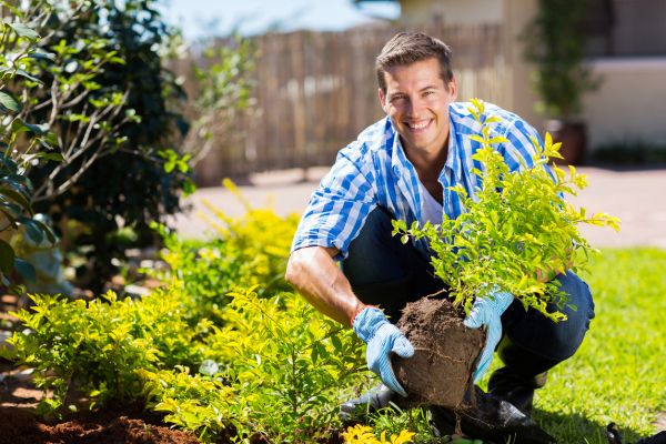 Shrub Landscaping in Bethesda