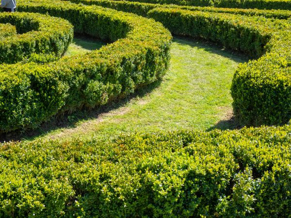 Bush Landscaping in Bethesda