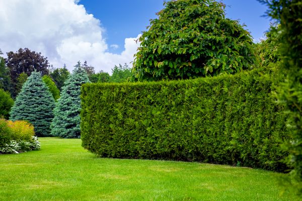 Hedge Landscaping in Bethesda