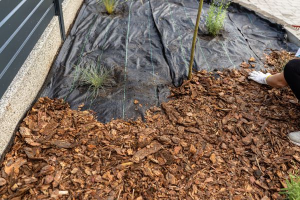 Pine Bark Spreading in Bethesda