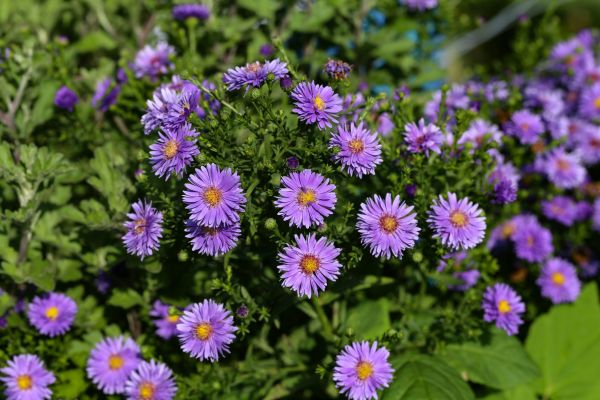 Perennial Flower Planting in Bethesda