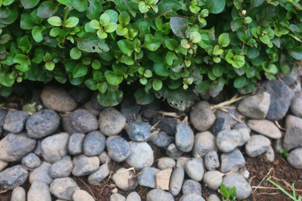 River Stone Installation in Bethesda