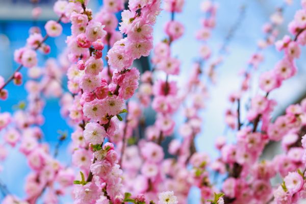 Japanese Cherry Tree Planting in Bethesda