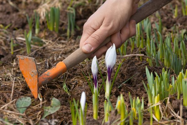 Flower Garden Weeding in Bethesda