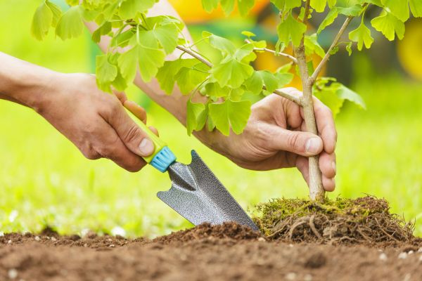 Fruit Tree Planting in Bethesda