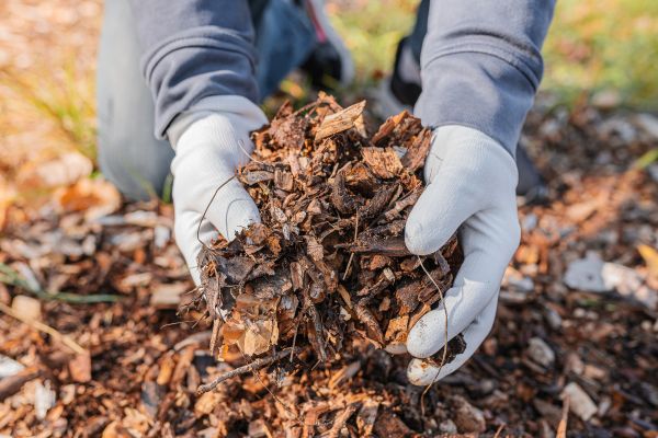 Shredded Mulch Installation in Bethesda