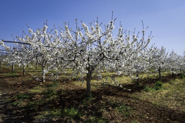 Orchard Planting in Bethesda