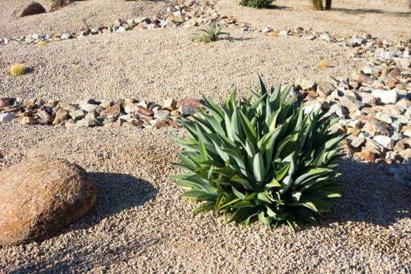 Xeriscaping Service in Bethesda
